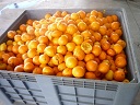 Naranja Clementina Caqui